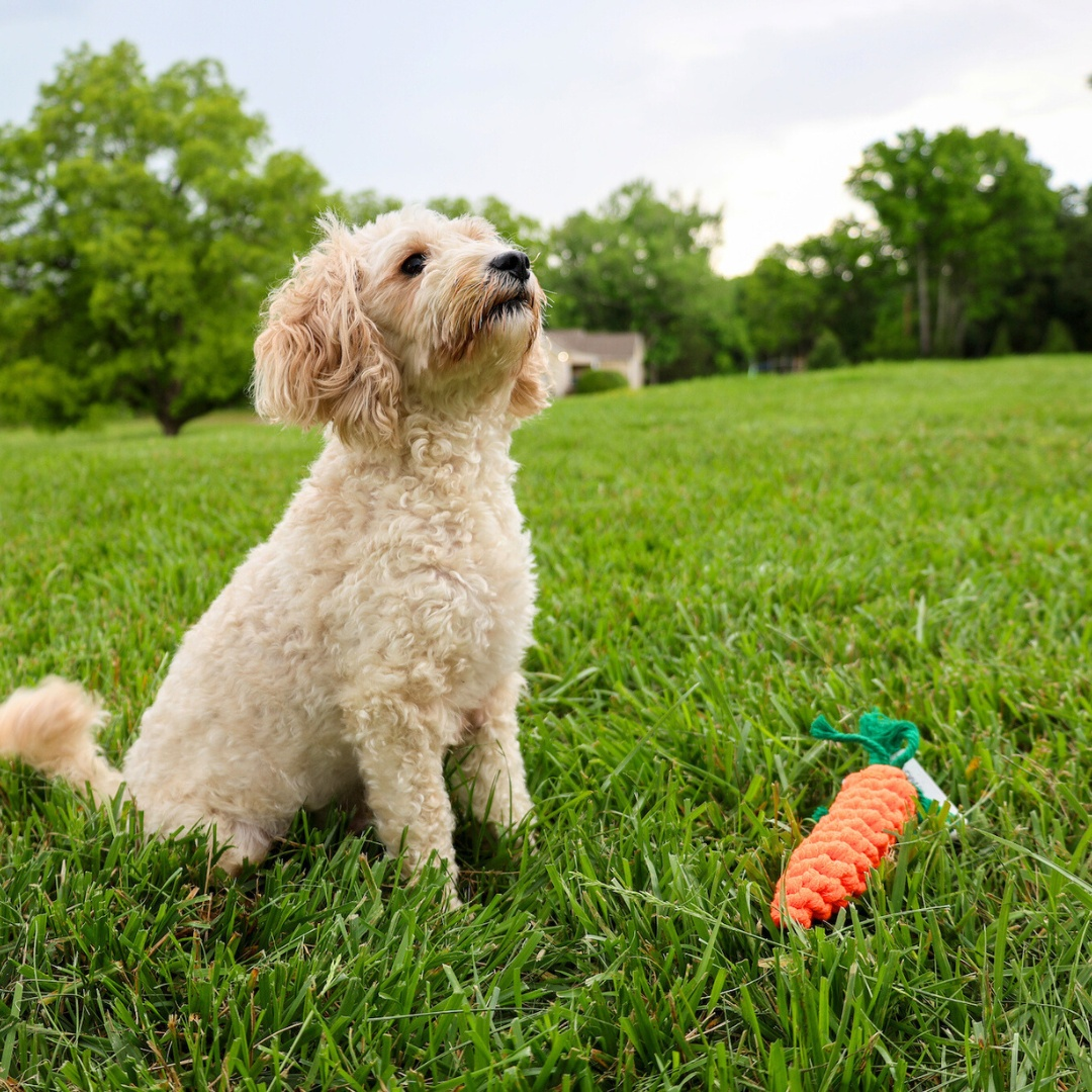 Dog playing with a Palatable Carrot Rope Toy by Knotty Pawz on grass.