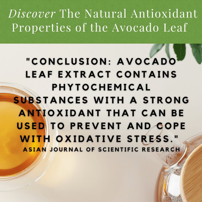 Avocado Leaf Tea Natural Leaf with antioxidant properties.