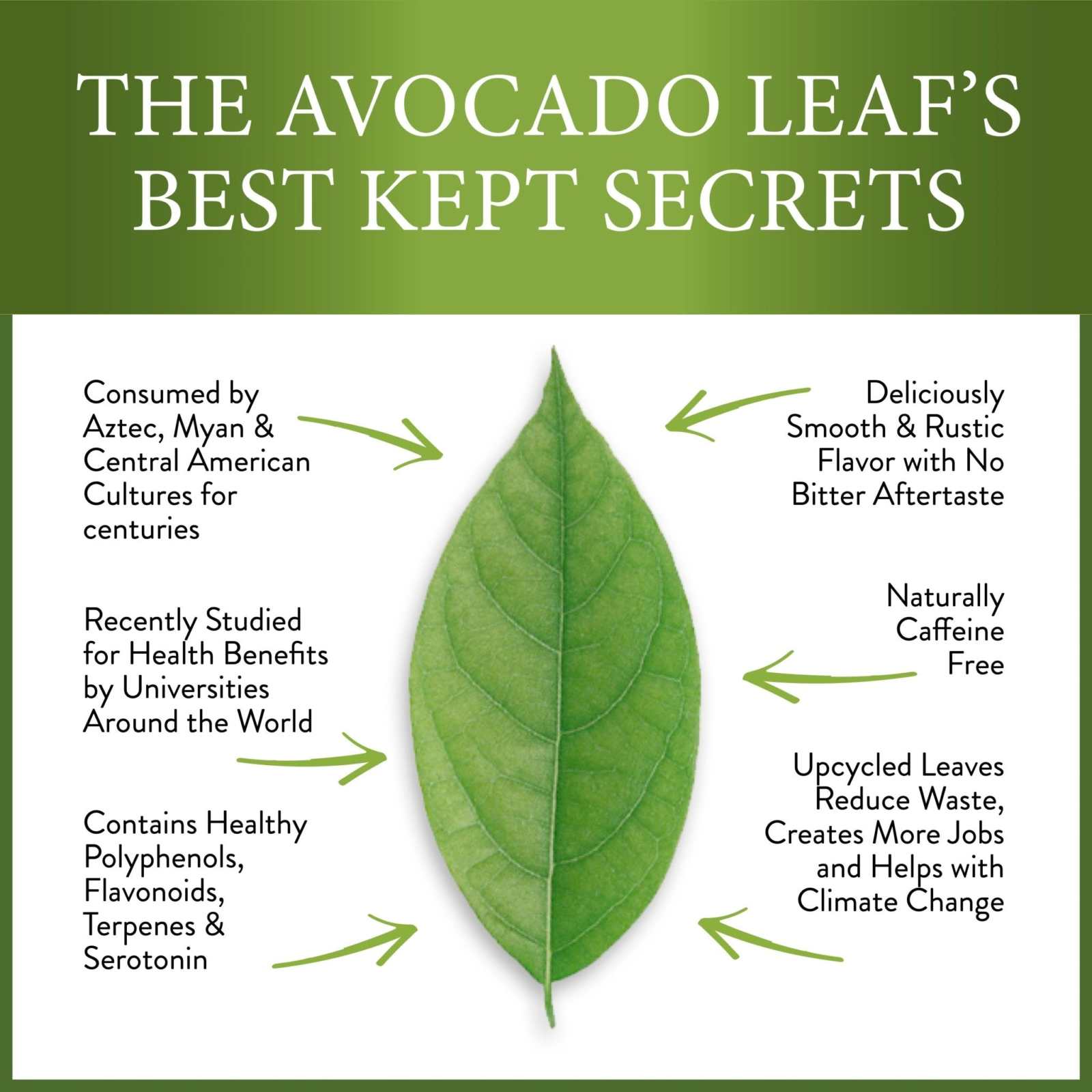 Avocado Leaf Black Tea blend infographic highlighting benefits and features.