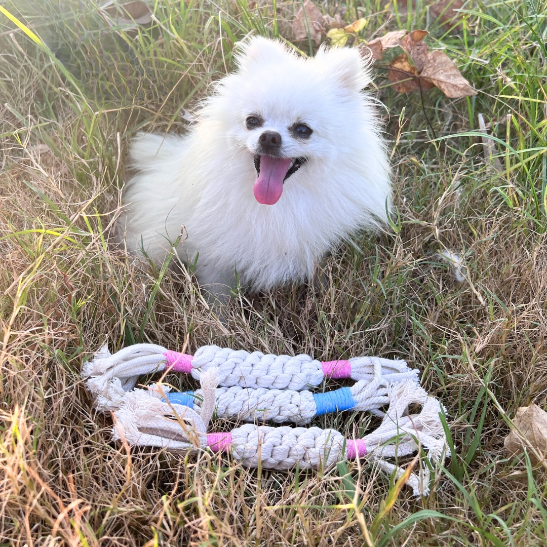 Rainbow Candy Macrame Rope Pet Toy next to a fluffy white dog in grass.